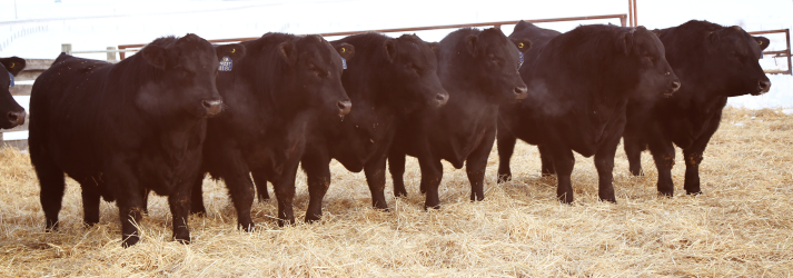 Many of the Angus bulls raised and bred by the Latimers of Remitall Farms Inc are show champions and leaders in the Black Angus breed. Click here to be added to send us an email.