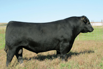 This elite curvebender, Expertise excels from start to finish - low birth, top performance, incredible phenotype, docility and cow family strength in an outcross package.