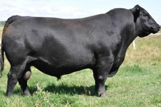 Sired by SAV 707 Rito 9969, Rage is massively deep, with loads of muscle, and is wide based with a big square hip and top line.