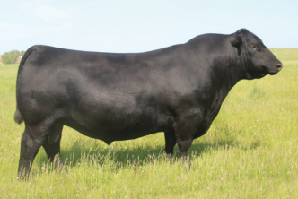 Rainfall sires added length, soundness and unmistakable herd bull presence in his sons. His daughters are stunning in an elegant maternal package.