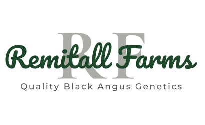 Many of the Angus bulls raised and bred by the Latimers of Remitall Farms Inc are show champions and leaders in the Black Angus breed. Click here to return to our homepage.